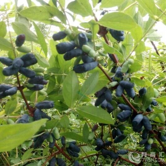 【蓝靛果苗】-吉林省白山市浑江区新特果树苗木基地