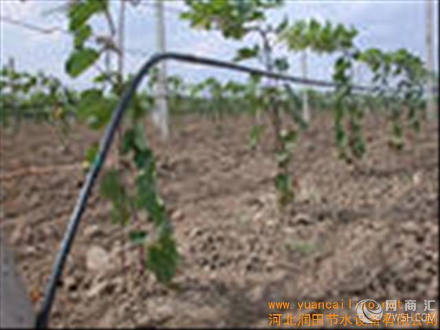 【山西黄瓜滴灌管|滴水带减少病虫害】-河北润