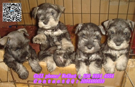 【雪纳瑞多少钱一只广州雪纳瑞雪瑞纳犬出售】