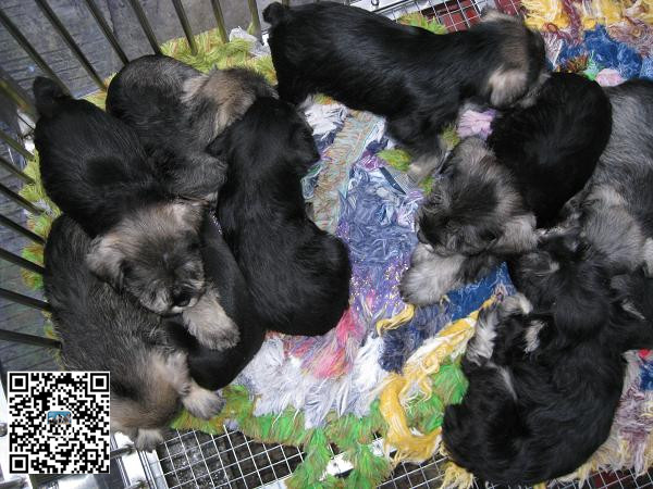 【雪纳瑞多少钱一只广州雪纳瑞雪瑞纳犬出售】