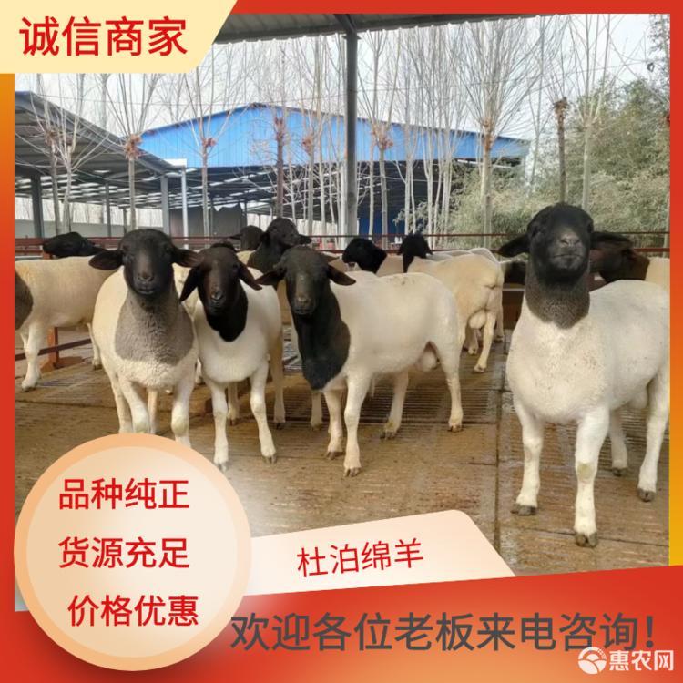 纯种湖羊繁育场多胎多羔好饲养效益高山东梁山县大型畜牧牛羊养殖合作社