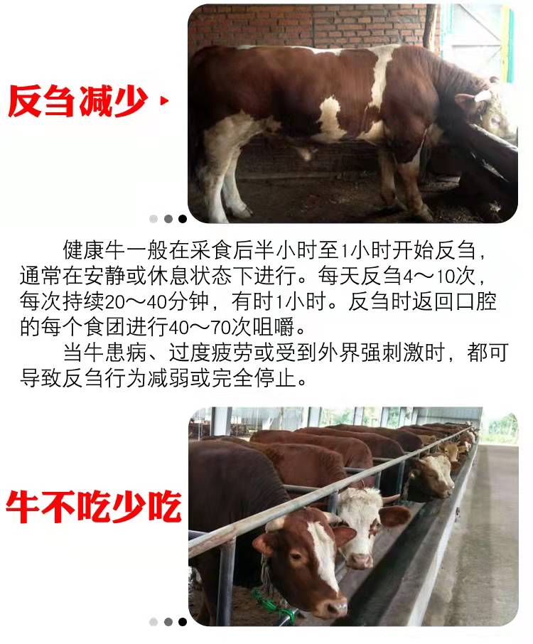 天津牧得惠 夏季天热养牛羊如何预防热应激 中暑