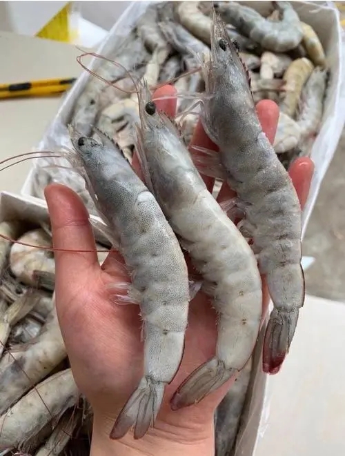 青岛港冻虾进口报关的注意事项