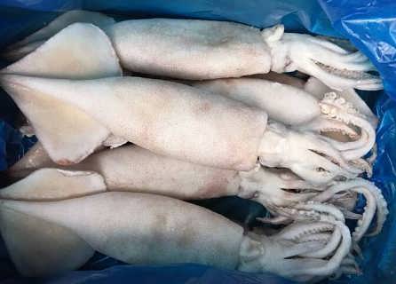 巴西鱿鱼进口清关选我们