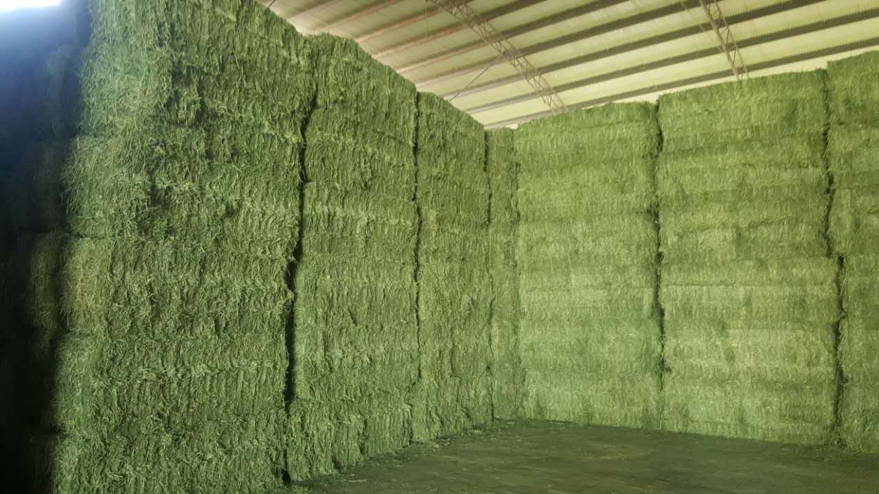 苜蓿草进口清关我们是专业的