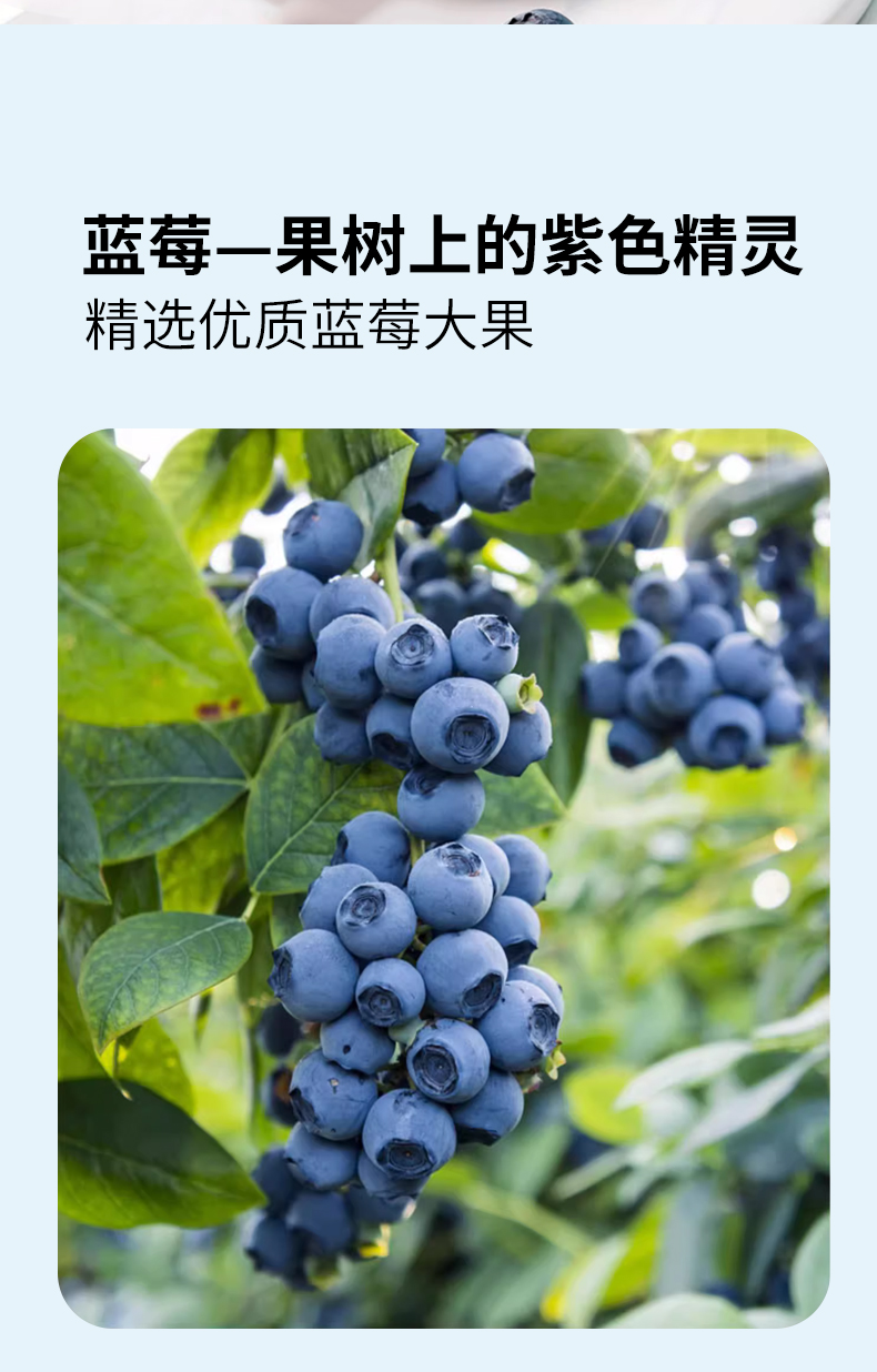 蓝莓果汁OEM代加工山东贴牌厂家