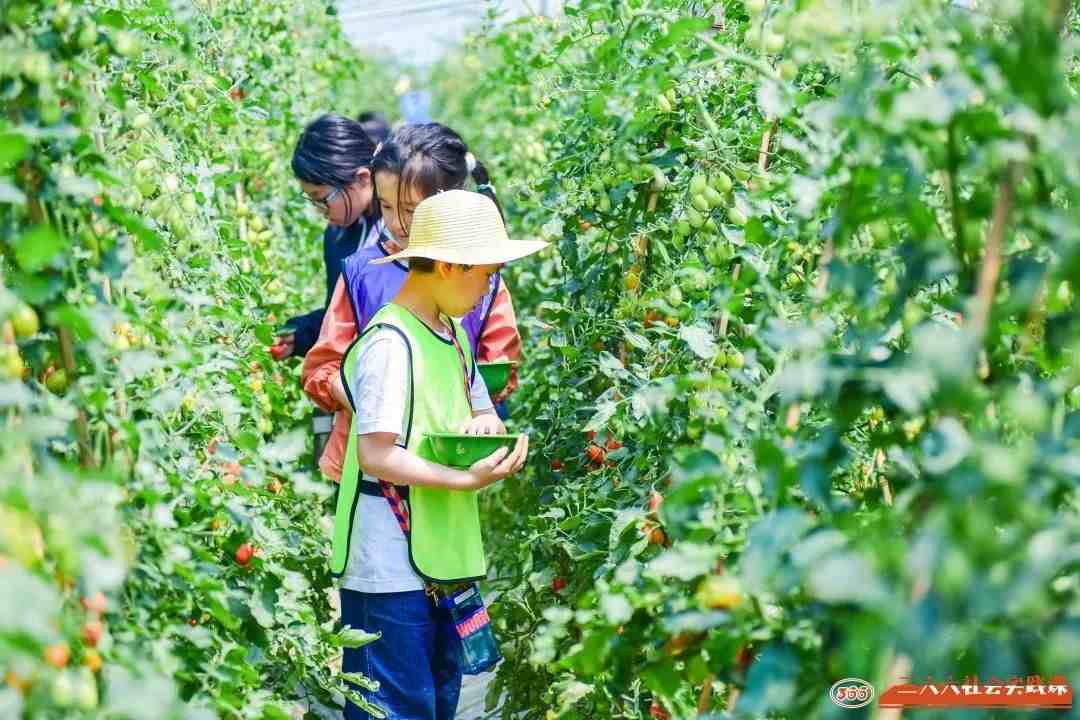 苏州中小学三六六社会实践素质培养野外露营户外拓展体验活动报名