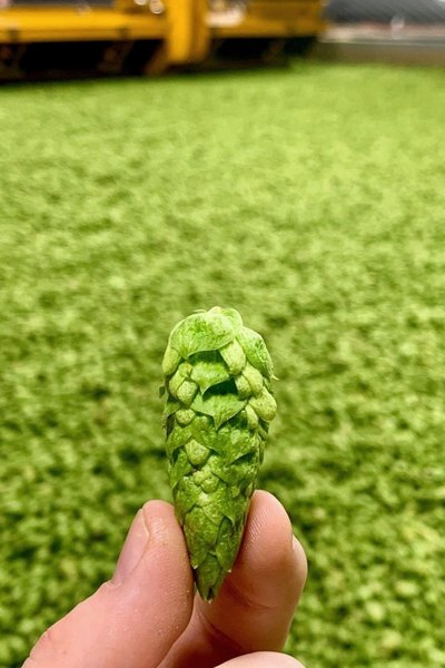 大连港进口俄罗斯啤酒花颗粒麦芽精酿幸运英豪精灵堡报关