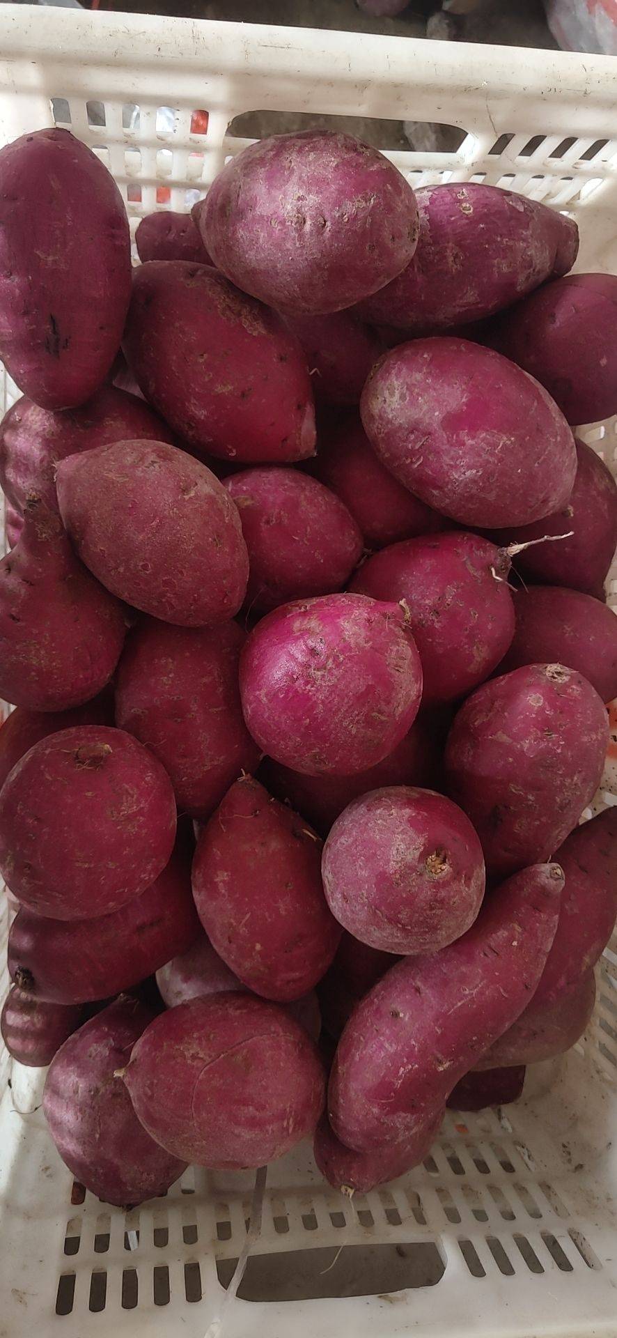 越南紫薯进口青岛进口清关报关流程分享快来看看啊