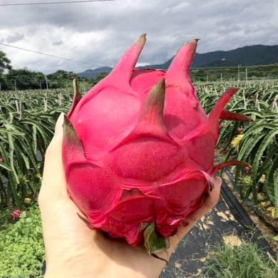 越南缅甸火龙果进口看这里天津港进口报关流程
