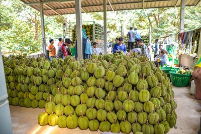 马来西亚榴莲进口青岛港进口清关流程大纲