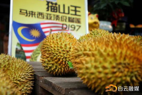 广州港进口马来西亚榴莲清关报关