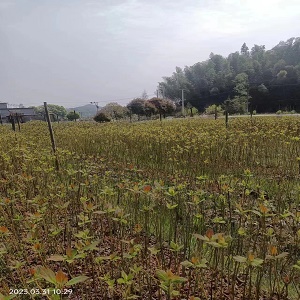 檫木小苗江西檫木供应檫木苗木基地