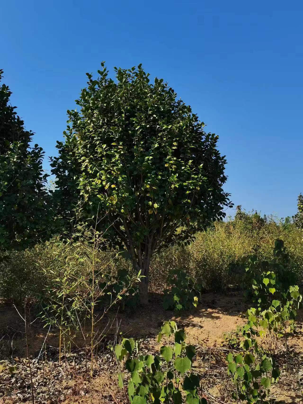 6公分茶花7公分茶花8公分茶花