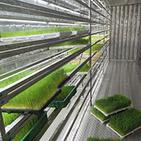 新型水培牧草植物工厂-- 金欣农业
