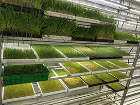 新型立体式水培牧草种植架--金欣农业