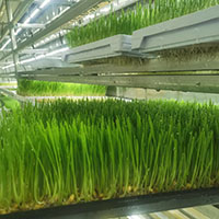 自动化水培牧草设备--金欣农业