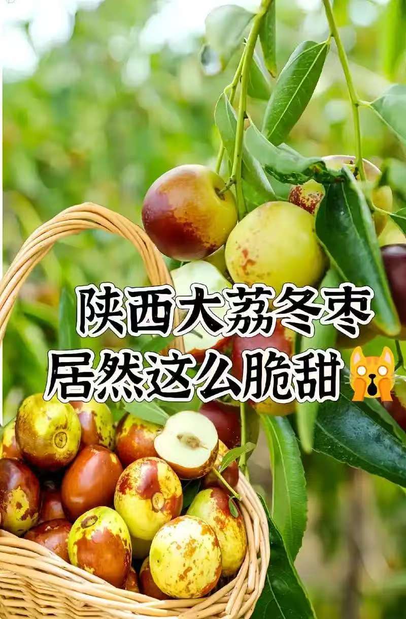 陕西省大荔冬枣多少钱一斤