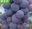 辽峰葡萄苗