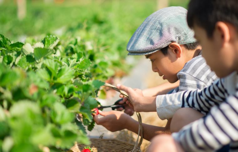 自然课堂,趣味实践:苏州三六六青少年草莓采摘研学营招募中!