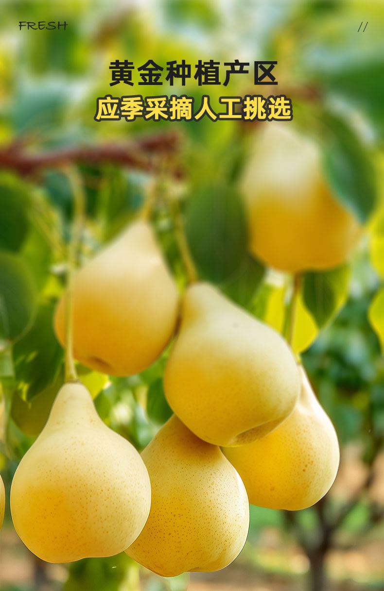 枇杷雪梨饮加工定制植物饮品OEM贴牌定制