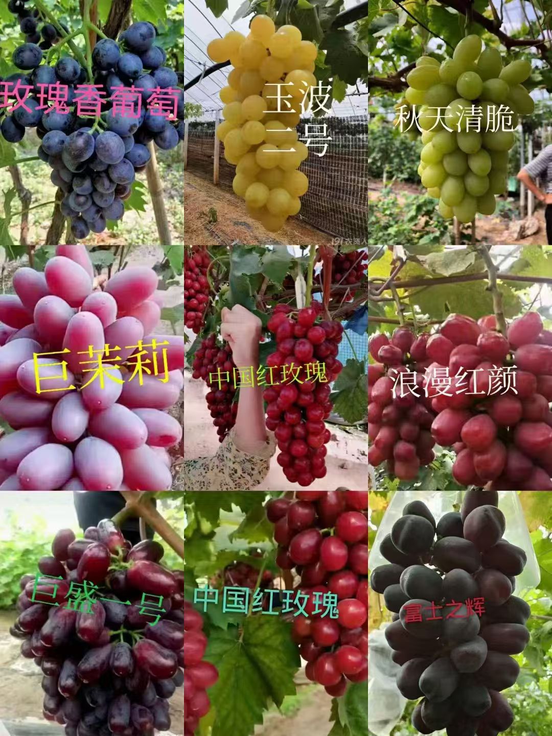 辽峰葡萄苗