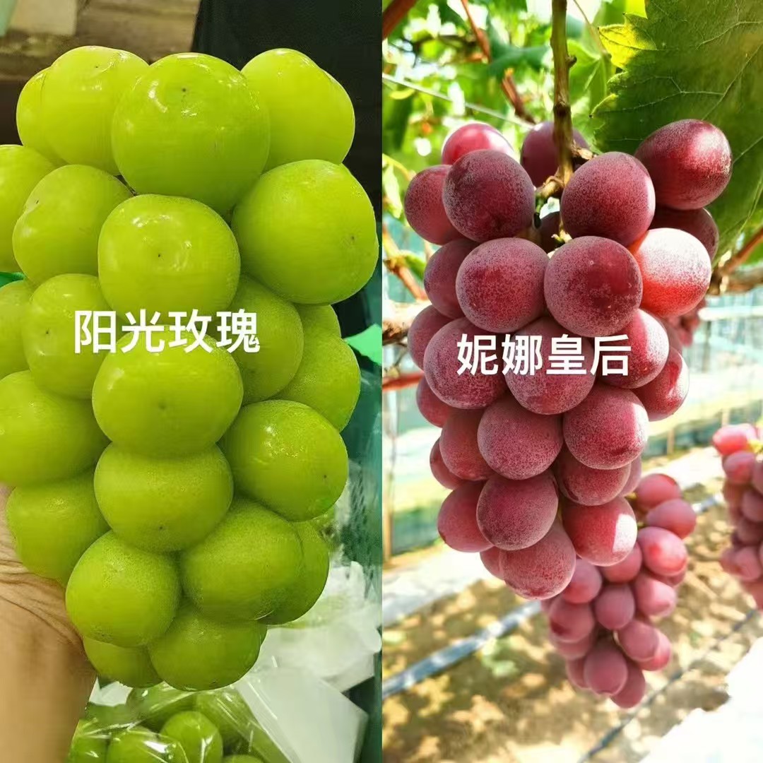 辽峰葡萄苗
