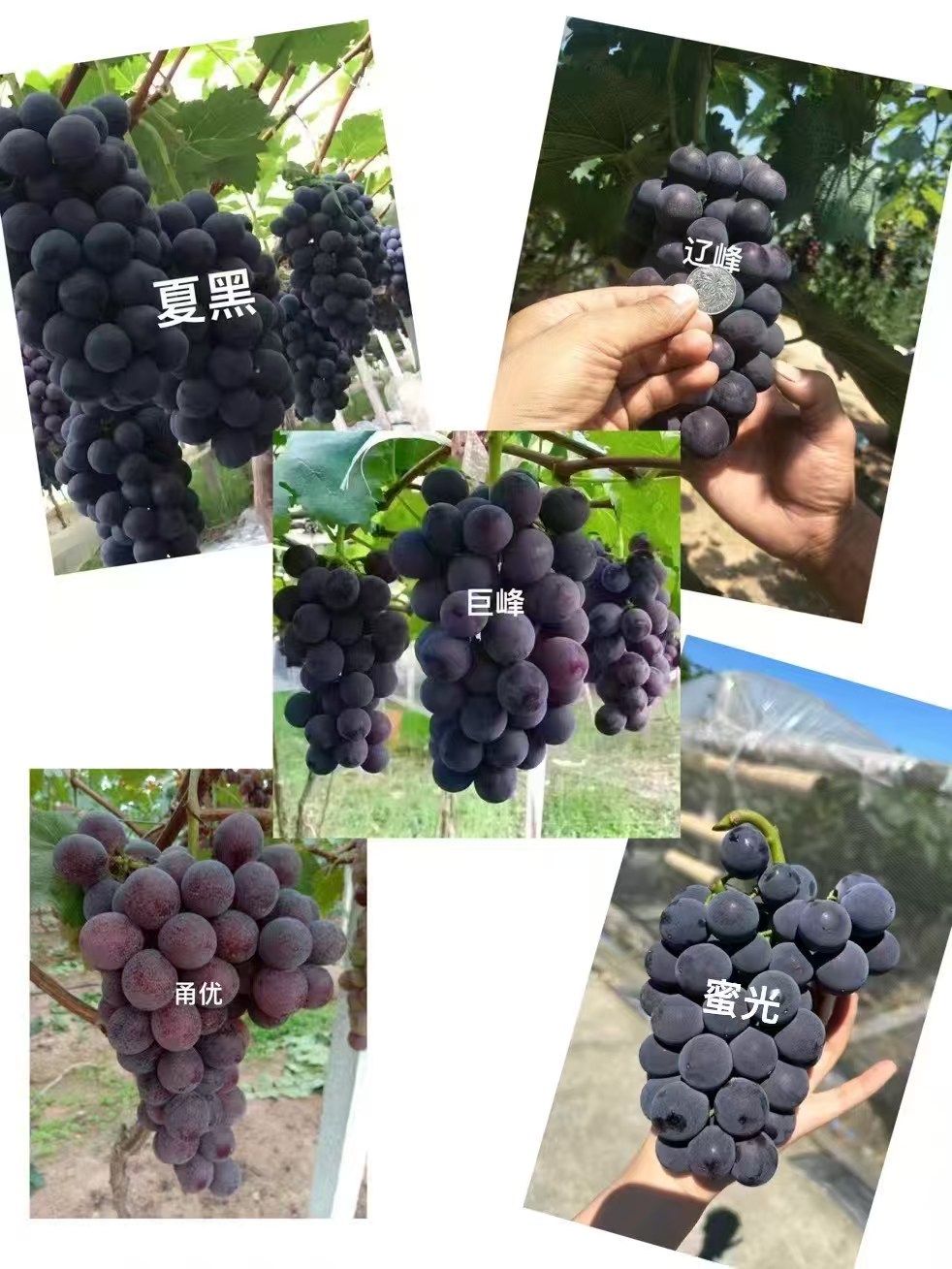 辽峰葡萄苗