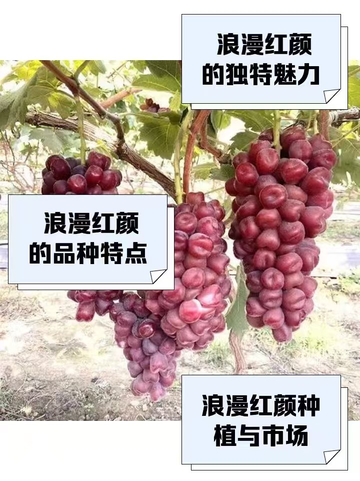辽峰葡萄苗