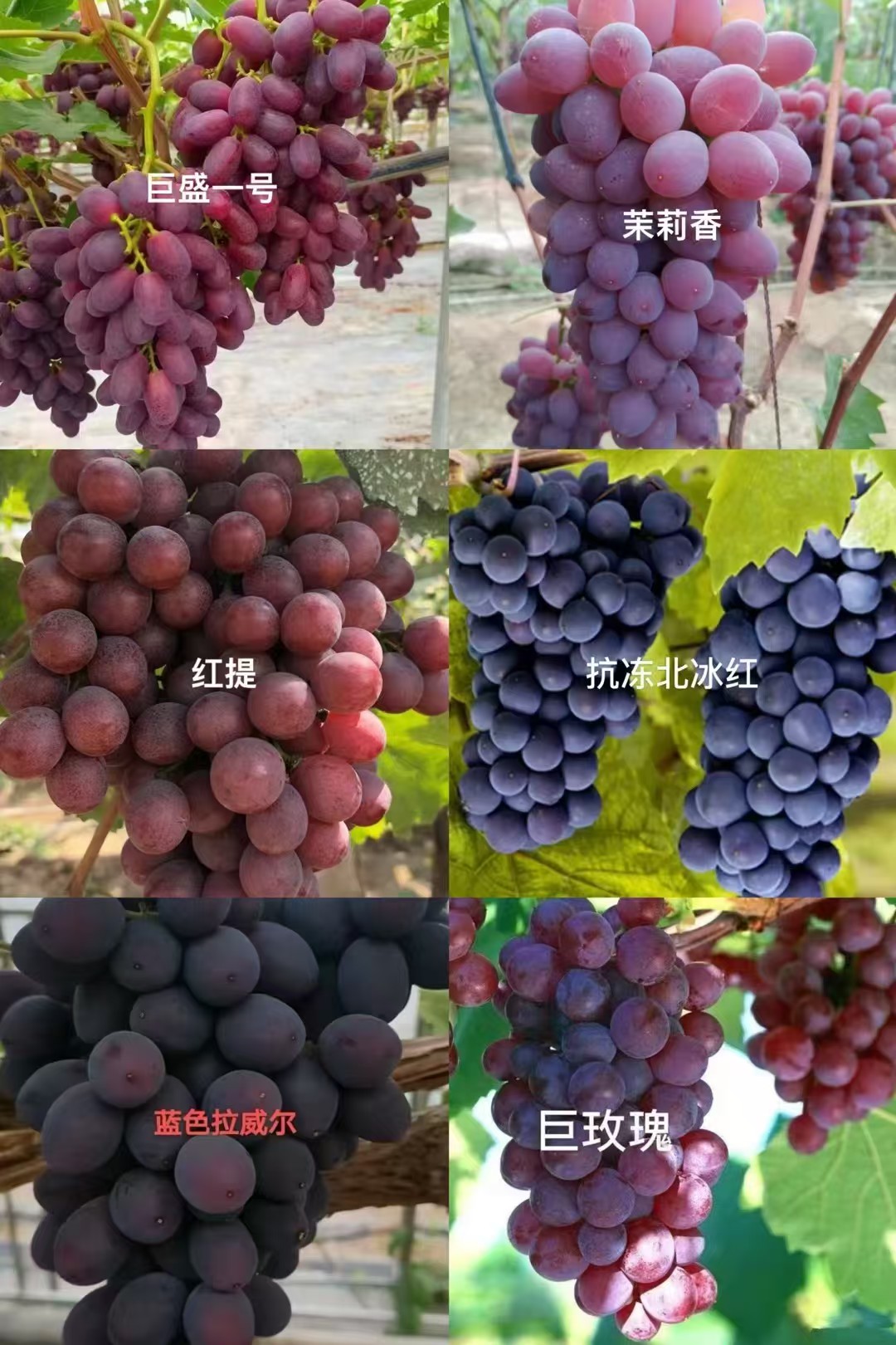 辽峰葡萄苗