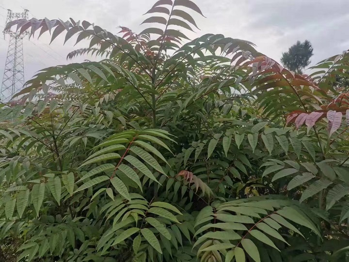 红椿