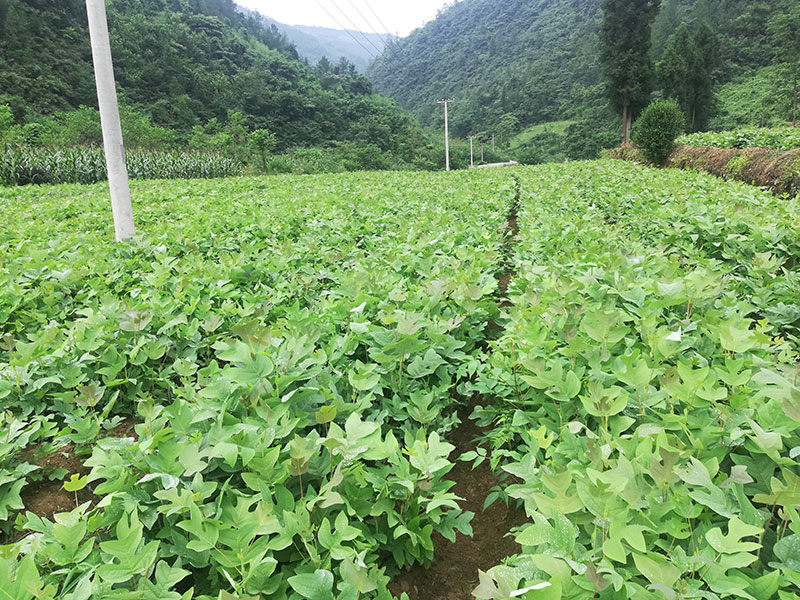 马褂木（鹅掌楸）