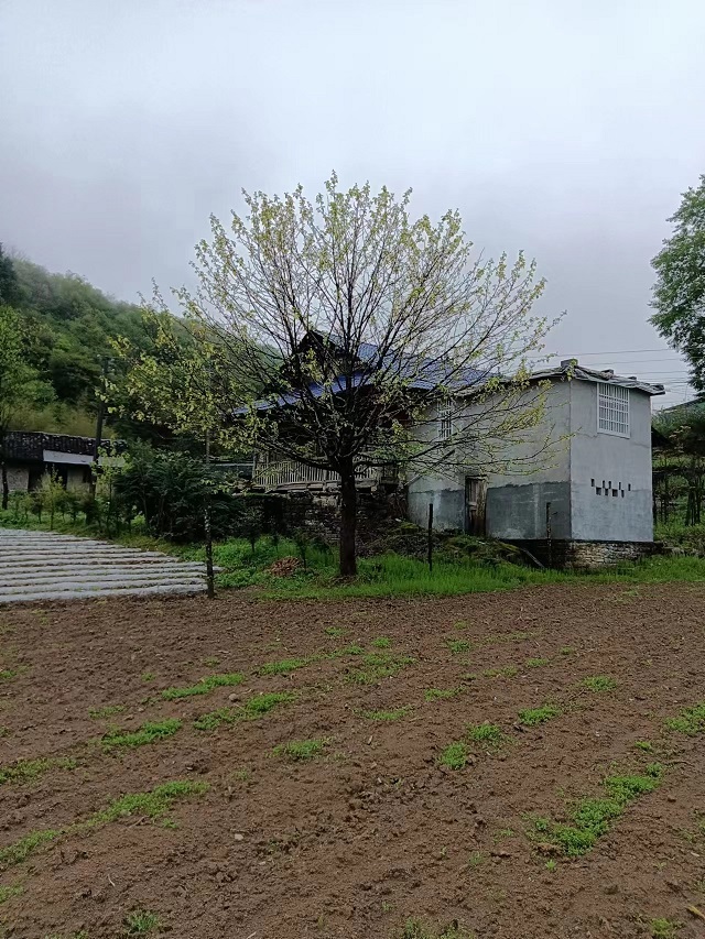 珙桐树