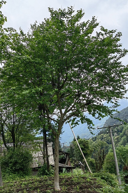紫薇