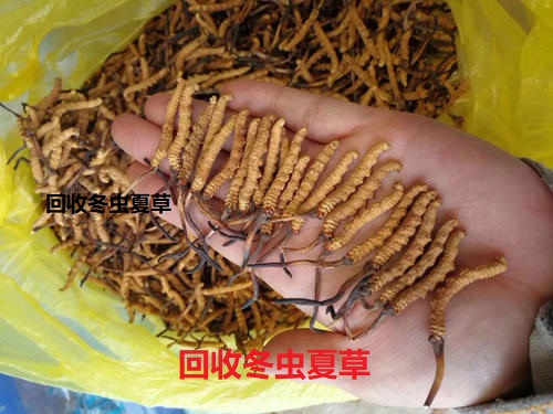 信都区南石门回收烟酒 邢台桥西诚信收烟电话