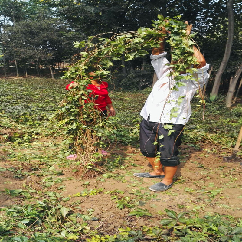 陕西周至裕森苗圃 爬山虎树苗 爬藤植物一年生长3米高