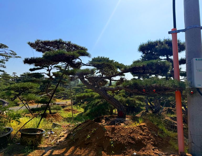 造型油松