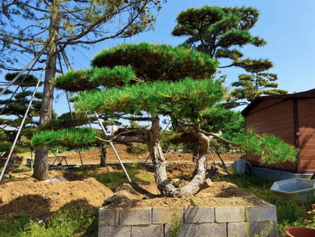 观景松