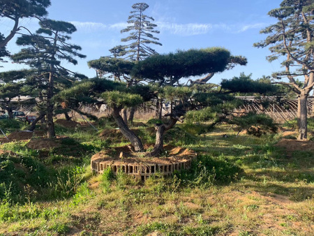 造型松